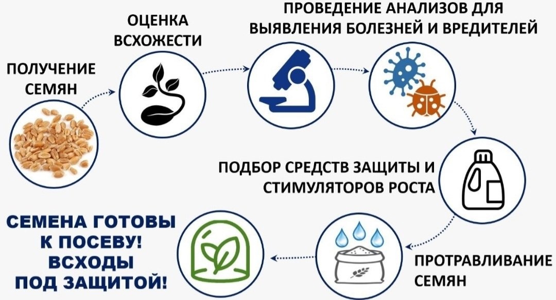 Россельхозцентр напоминает, фитоэкспертиза — обязательный этап предпосевной подготовки семян зерновых культур!.